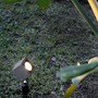Zápichy - FARO 70151 SOBEK LED bodové svítidlo, černá, se zápichem - FARO - foto 2