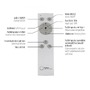 Hranatá - LD 14693-55 Svítidlo stropní ASMIN LED stříbrná barva, 99x29cm, hranaté, stmívatelné, downlight+sidelight 2700-5000K - LEUCHTEN DIREKT / JUST LIGHT - foto 7